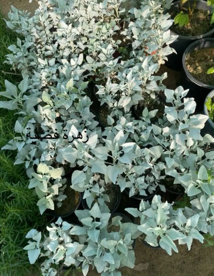  الزهرة الفضية